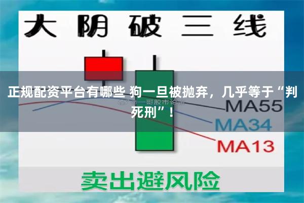 正规配资平台有哪些 狗一旦被抛弃，几乎等于“判死刑”！